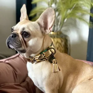 Party Collar | Formal Evening Wear