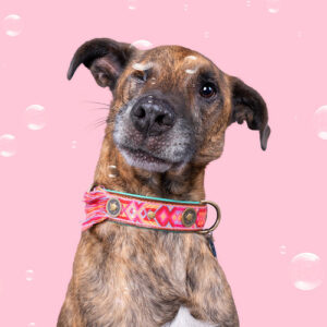 Rosa Collar